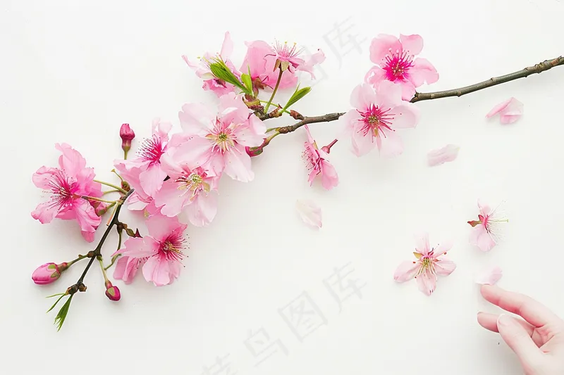 春日桃花粉色花朵摄影图(4032x2688)