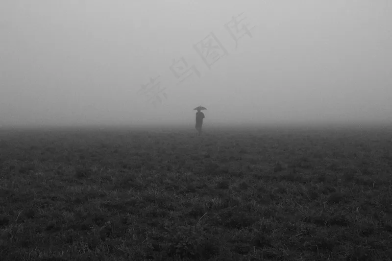 云雾森林图片