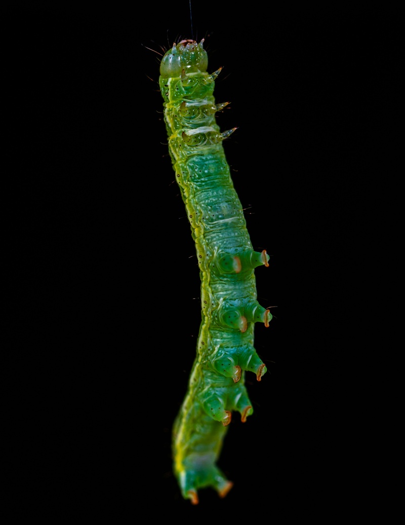 黑暗中悬挂的绿色毛毛虫