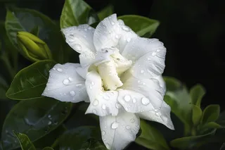 栀子花白色花朵植物摄影图