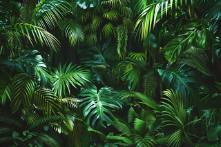 热带雨林植被植物摄影图