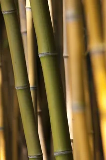 户外竹林竹子 户外竹林竹子