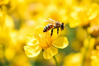 春天油菜花蜜蜂采蜜摄影图