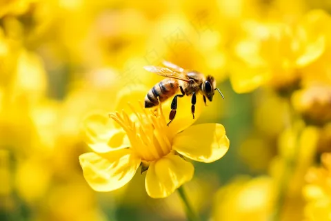 春天油菜花蜜蜂采蜜摄影图 春天油菜花蜜蜂采蜜摄影图