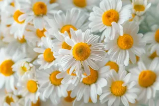 白色小雏菊鲜花摄影图