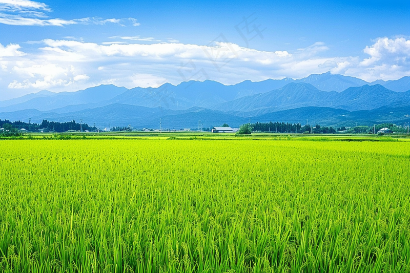 大片农田水稻远山蓝天白云摄影图(4032x2688)