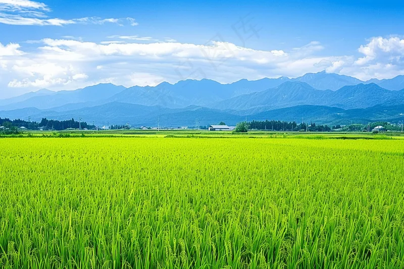 大片农田水稻远山蓝天白云摄影图(4032x2688)