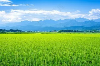 大片农田水稻远山蓝天白云摄影图