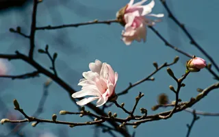 户外玉兰花花朵