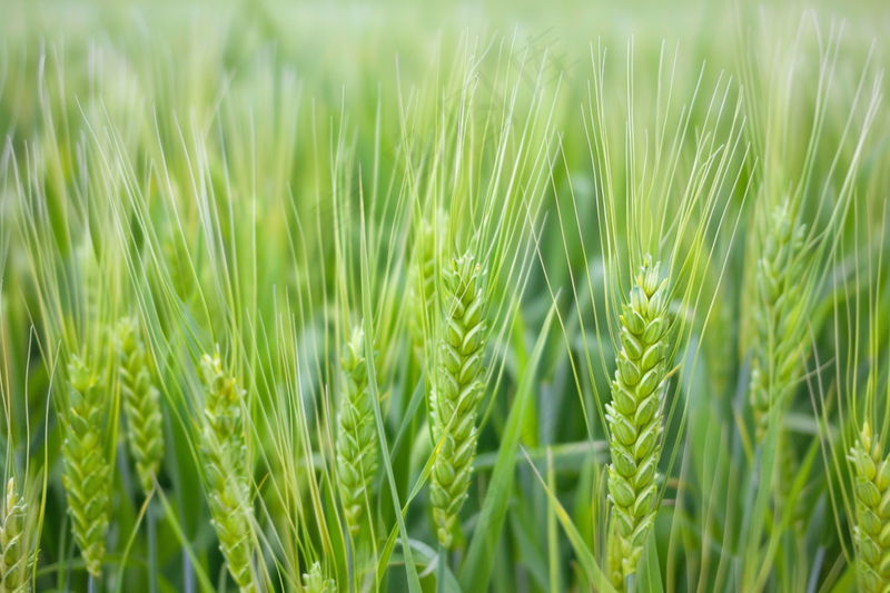 小麦绿色麦穗小米那芒种粮食摄影图