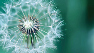蒲公英飘零摄影图