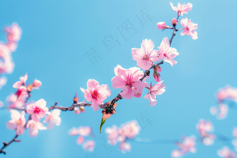 春日樱花花朵摄影图(4032x2688)