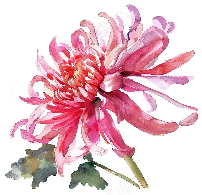 菊花玫红艳丽鲜花水墨中国风插画免抠(1056x1024)