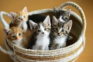 猫咪宠物猫可爱动物摄影图