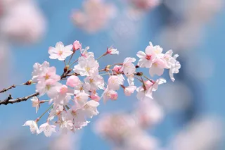 春日樱花花朵摄影图