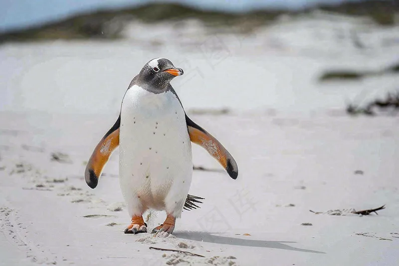 冰雪天地的企鹅寒冷动物摄影图(4032x2688)