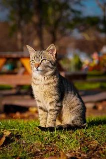 草地上的可爱宠物大花猫4