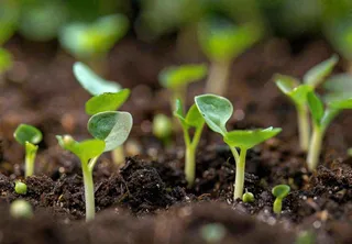 春天抽新芽发芽黑土地立春惊蛰摄影图