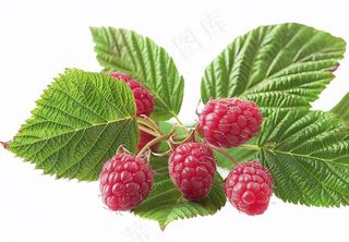 树莓水果摄影图免抠