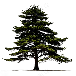 PSD免抠树杉树