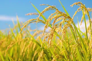 水稻农田种植粮食稻穗摄影图