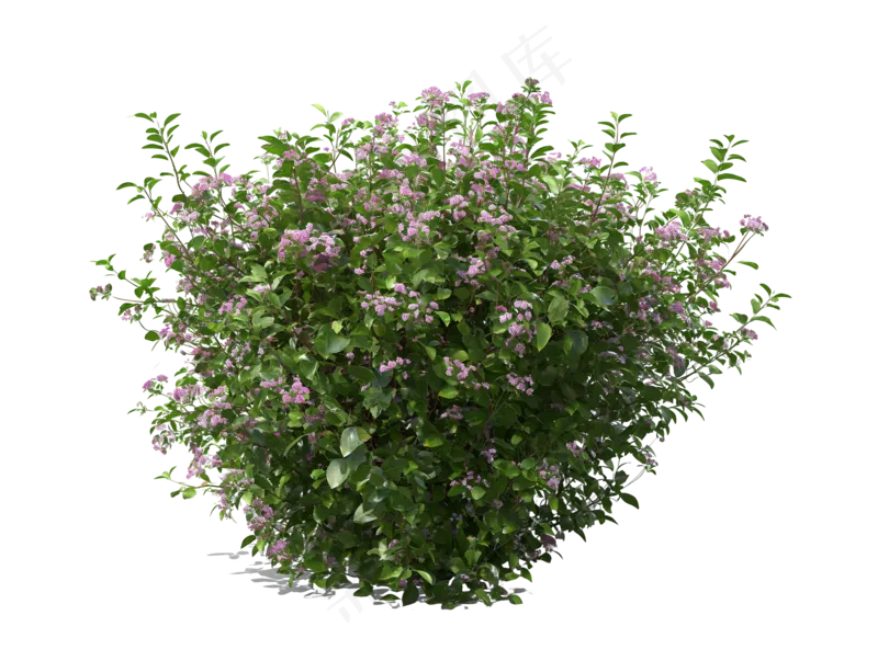 免抠开花灌木
