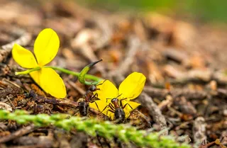 生机勃勃的黄色小花与勤劳的蚂蚁们