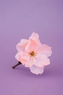 春日樱花花朵摄影图