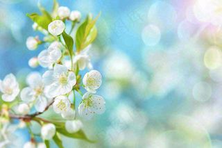 白花梨花花朵春意蓝天背景春分立春惊蛰摄影图