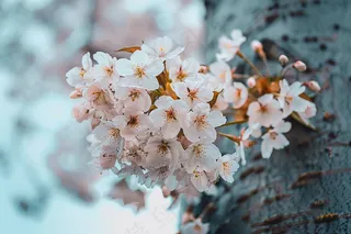 春日樱花花朵摄影图