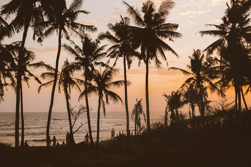 热带海滩上的黄昏椰林剪影