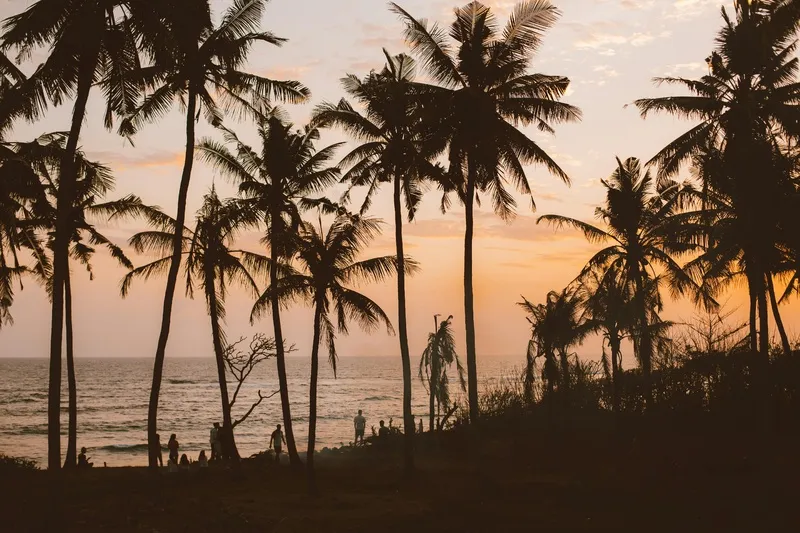 热带海滩上的黄昏椰林剪影
