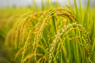 水稻稻穗农田种植生长摄影图