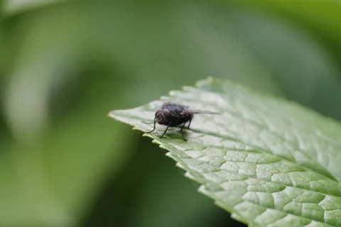 绿叶上的黑飞虫 绿叶上的黑飞虫