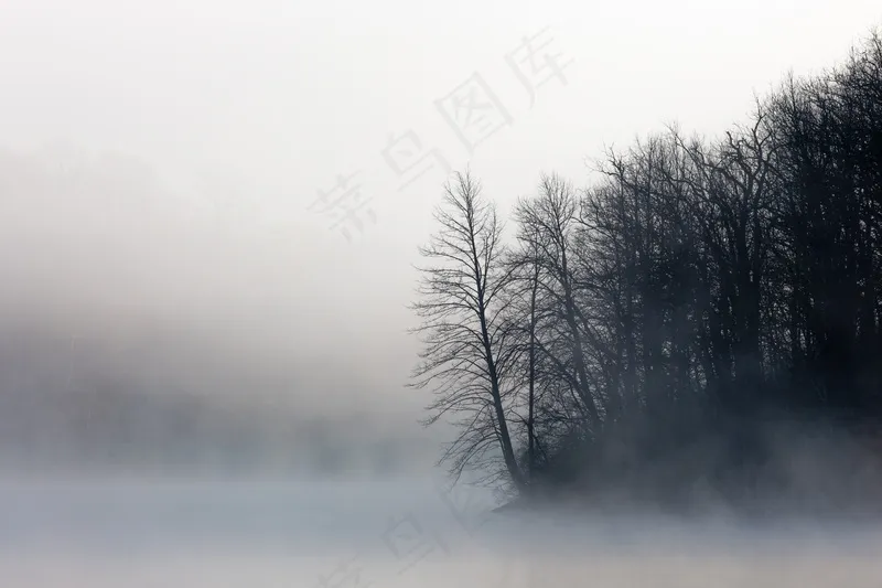云雾森林图片