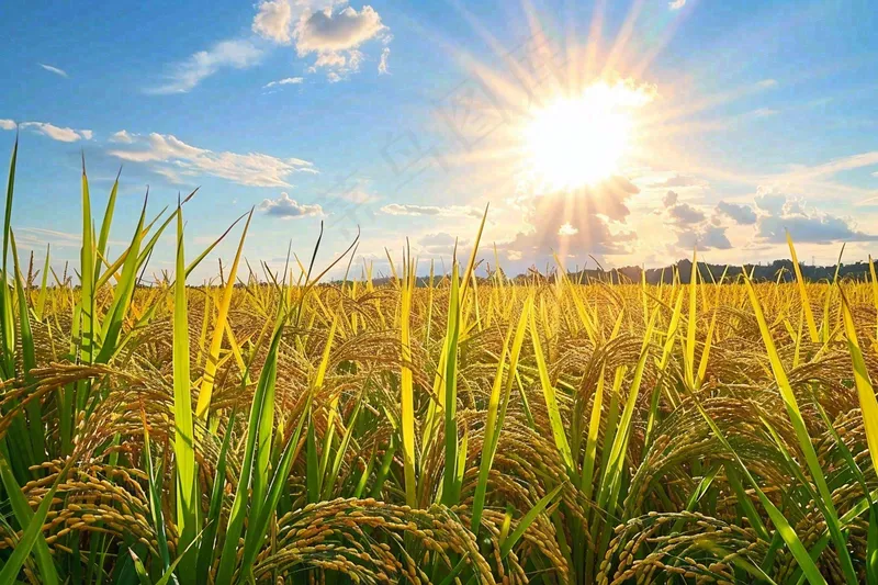 水稻稻穗农田种植生长摄影图(4032x2688)