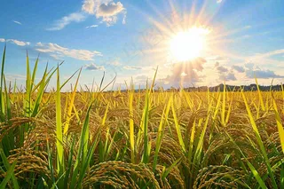水稻稻穗农田种植生长摄影图