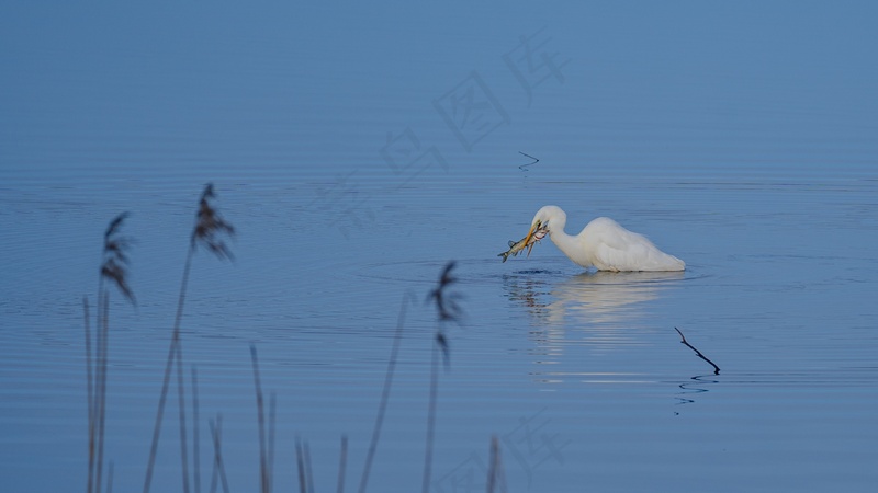 海上捕鱼的大白鹭实拍