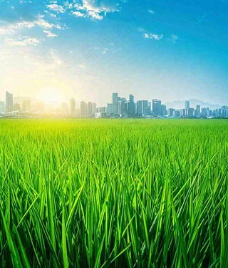 水稻农田生长远处城市落日余晖小满芒种摄影图