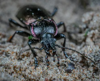 细沙上的彩虹甲虫探险者