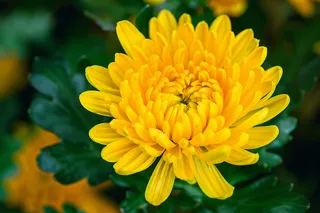 黄菊花鲜花植物摄影图