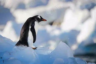 冰雪天地的企鹅寒冷动物摄影图