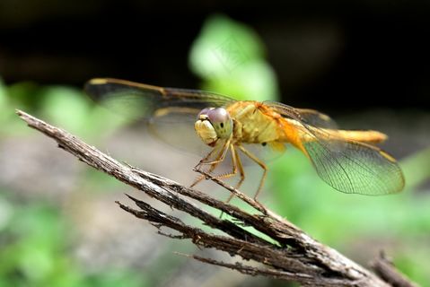 飞翔的橙色精灵——自然写真