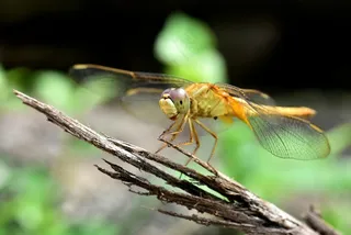 飞翔的橙色精灵——自然写真