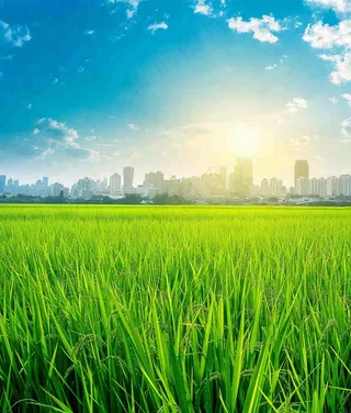 水稻农田生长远处城市落日余晖小满芒种摄影图