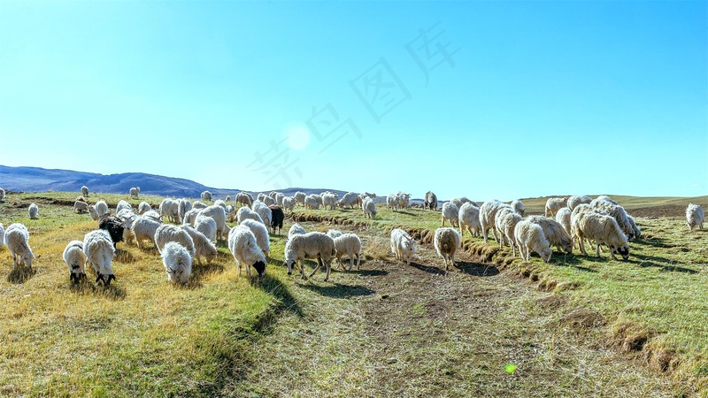 草原羊风景图片