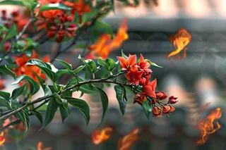 宫墙上的红花树枝摄影图