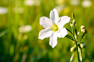 春天盛开的白花草坪摄影图