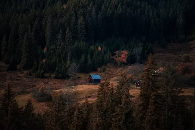 高清林中小屋