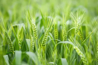绿色小麦麦穗小满芒种摄影图